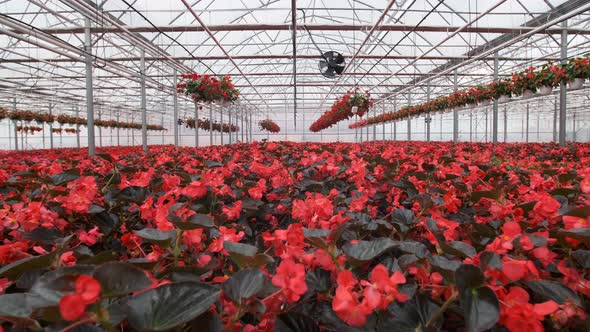 Large Glass Greenhouse with Flowers. Growing Flowers in Greenhouses. Interior of a Modern Flower