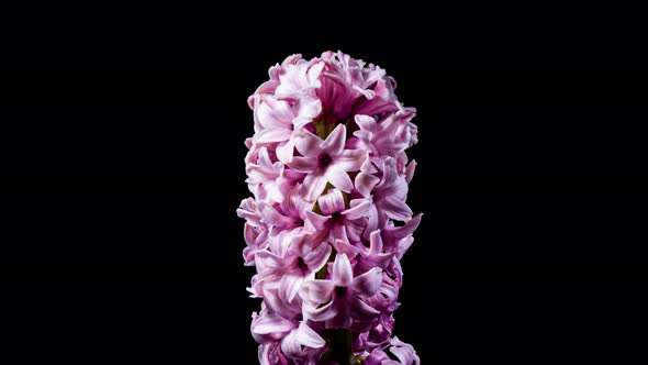 Pink Hyacinth Flower Buds Wilting on a Black Background in Timelapse