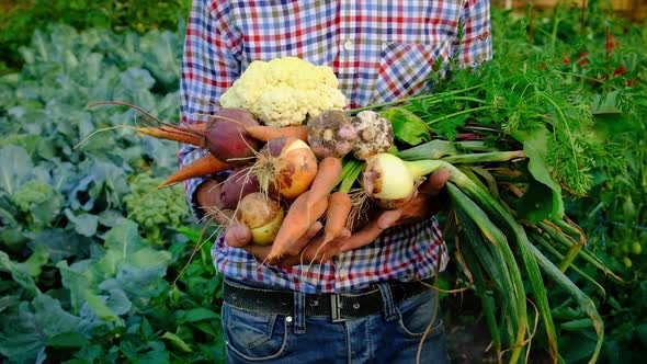 Harvest Vegetables in the Garden in the Hands of a Male Farmer