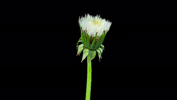 Dandelion Seed Blossom Timelapse on a Black Background. Blossoming White Dandelion. Fluffy Flower