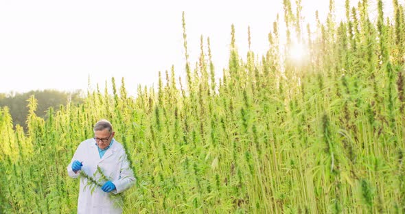 Portrait of Scientist Checking and Analizing Hemp Plants Concept of Herbal Alternative Medicinecbd