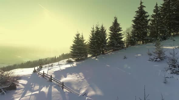 Flying Above the Old House and Spruce Forest in the Carpathian Mountains, Ukraine. Early Winter