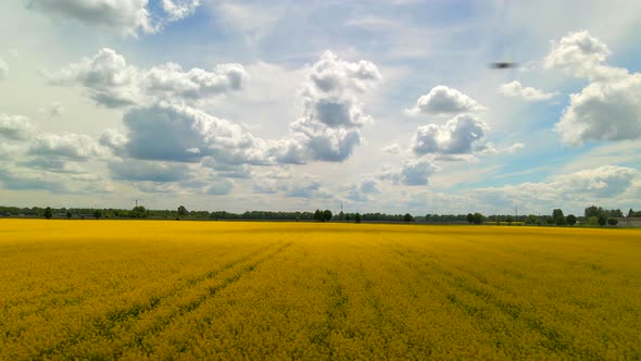 Yellow Canola Field Aerial Drone View