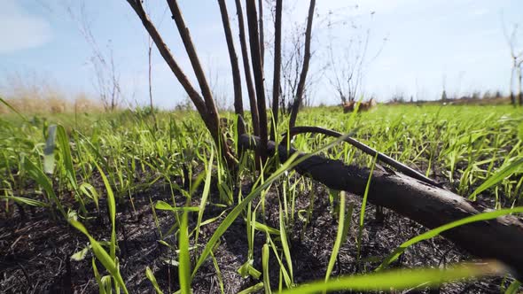 Closeup Dolly Shot of Fresh Green Grass on the Field After a Fire