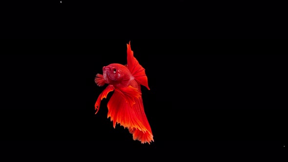 Siamese fighting fish (Betta splendens) alt