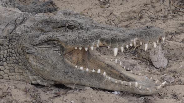 A Closeup of a Crocodiles Head with Opened Jaws