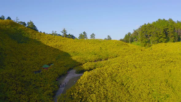 Aerial view of tree Marigold or yellow flowers in national garden park and mountain hills