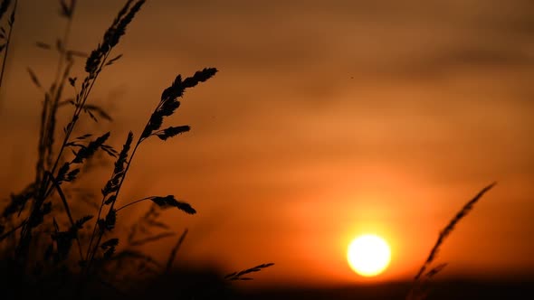 Grass At Sunset