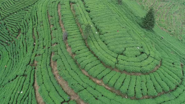 Aerial footage of woman farmer harvest free tea leaves in spring mountains.