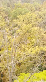 Vertical Video of Trees in the Forest in Autumn