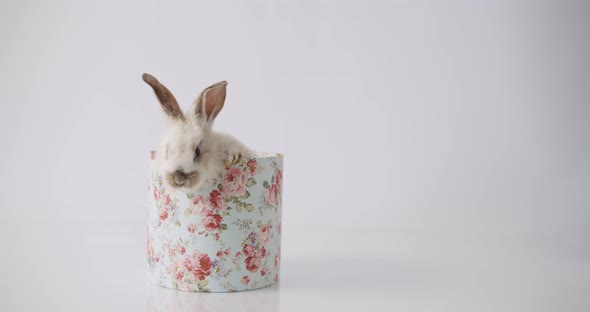 A Cute Little Bunny Poses on a White Background in a Gift Box