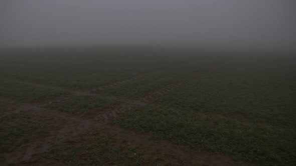 Wheat field in  a mysterious mist in autumn