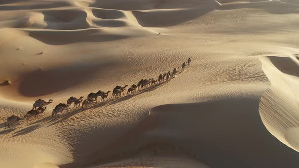 Aerial view of Camels in Dubai desert, United Arab Emirates.