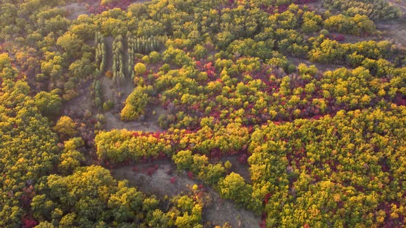 Autumn Multicolored Deciduous Forest Top View From a Quadrocopter