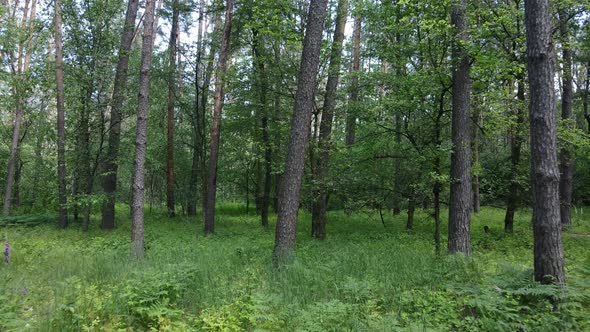 Beautiful Green Forest on a Summer Day Slow Motion