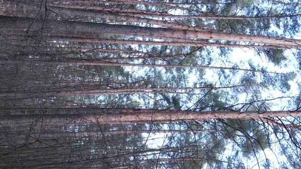 Vertical Video of Beautiful Forest Landscape