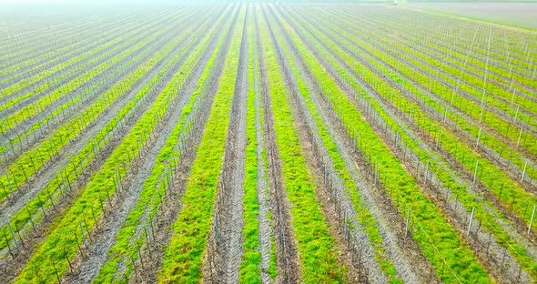 Boundless Vineyard with Wide Green Plant Strips in Italy