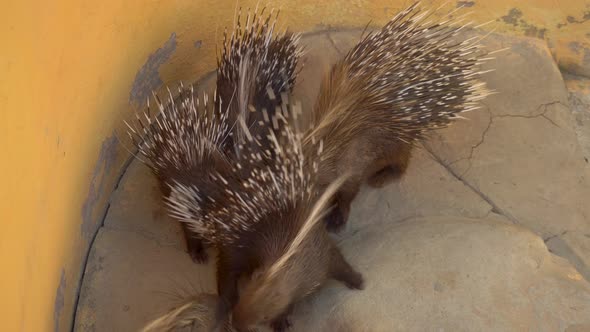 Porcupine Young Are Looking for Food. Porcupines in the African Zoo in the Open Air. Animals Out of