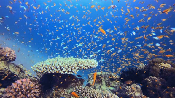 Underwater Colorful Scene Marine World