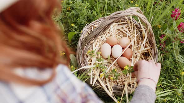 Basket Full of Fresh Hen Eggs Collected in the Countryside in the Field