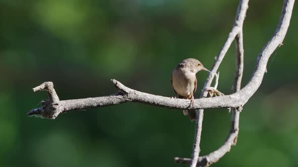 Small and squat bird, little songbird house wren, troglodytes aedon chirping in the nature, perching