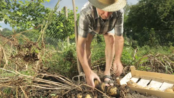 Senior Farmer Harvesting Potatoes