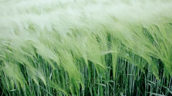 Green wheat swaying in the breeze