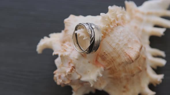 Metal Rings on Seashell