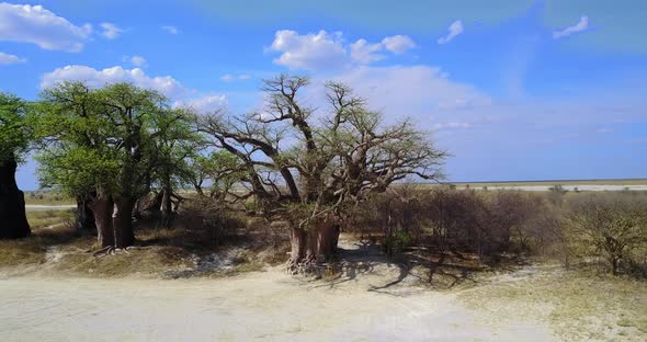 4 K Baines Baobabs