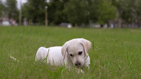 White Little Puppy Labrador Walks on Park