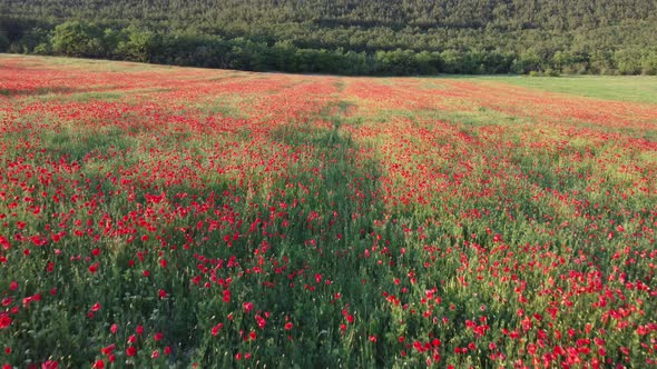 Aerial View on Large Field of Red Poppies and Green Grass at Sunset