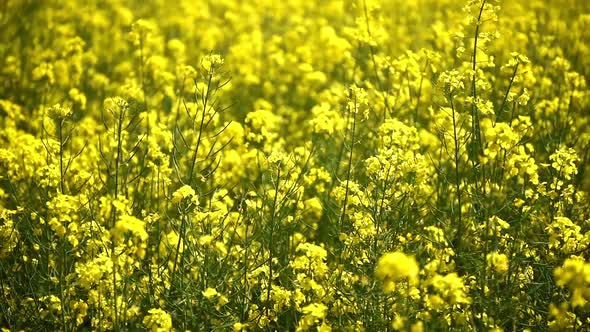 Yellow Rape Field