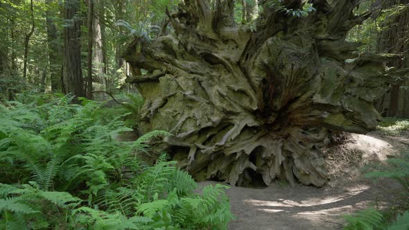 Fallen Redwood Root