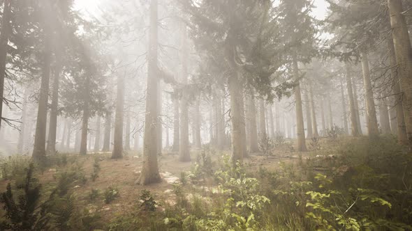 Sunbeams in Natural Spruce Forest alt