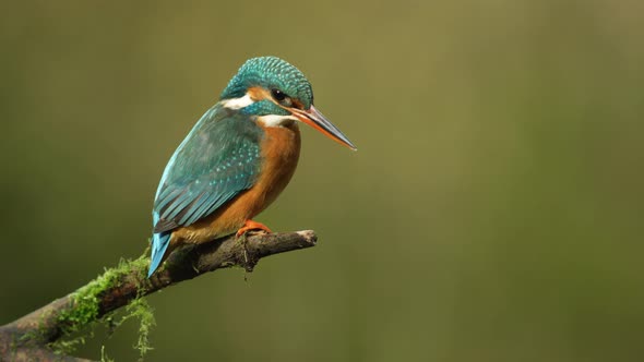 Common kingfisher sitting on perch; shallow focus close-up