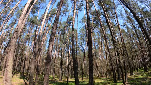 Walking Through the Forest with Pine Trees During the Day POV Slow Motion