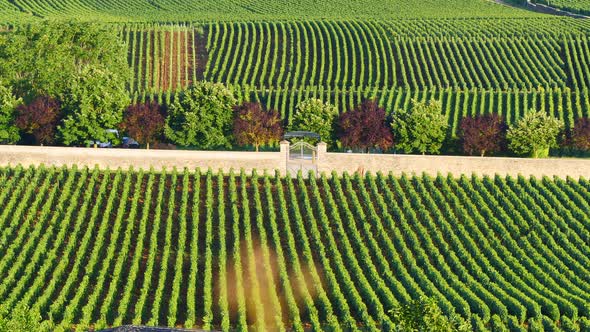 Green Vineyards. Pommard Wine Region, France