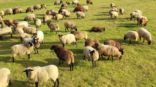 Aerial footage of a herd of sheep grazing in a green field. Green meadow with many sheeps.