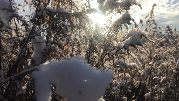 Sun through Big Grass under the Snow