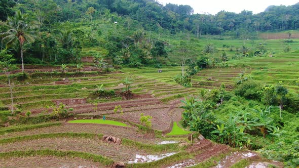 Rice field terraces with soil plowed aerial panorama, rural Indonesia