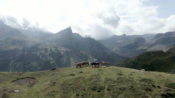 Aerial Backward Movement Shot of a Group of Horses Grazing Along the Grasslands Beside the Lake