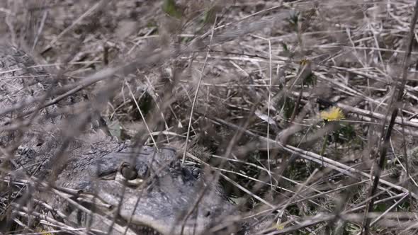 Ominous alligator stalking through brush