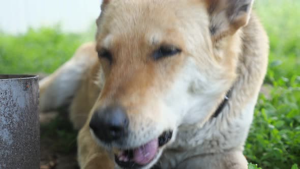 Hungry Dog Eats Bones Lying on Green Grass in Yard Closeup