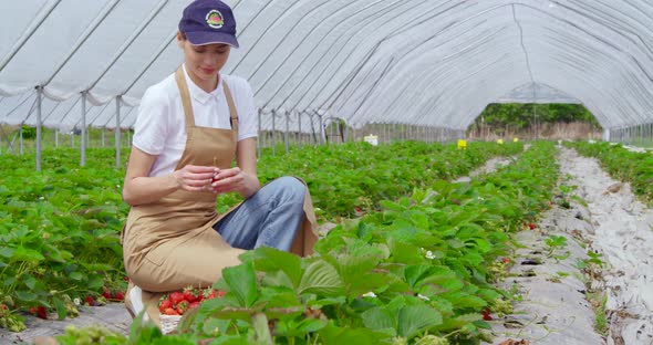 Woman in Cap and Apron Picking Fresh Ripe Strawberries