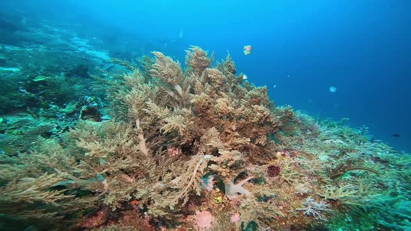 Slow glide through the ocean with a soft coral on the slope waving in the current