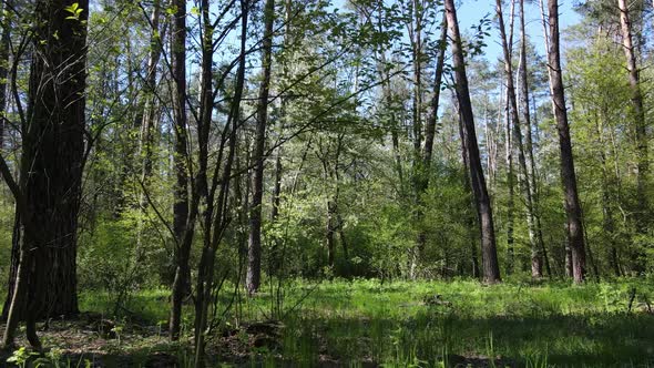 Green Forest During the Day Aerial View