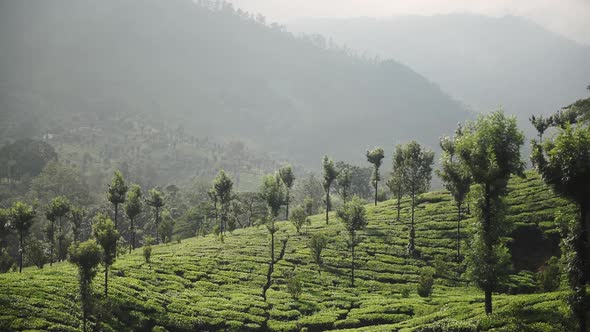 Landscape view of tea plantations, Munnar, Kerala, India, at dusk