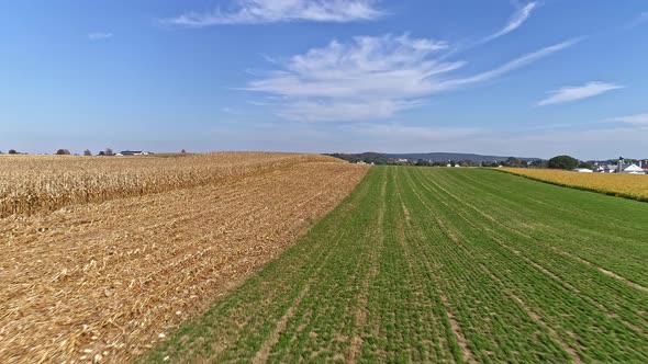 Drone Flight over Agricultural Fields and Corn Ready for Harvest