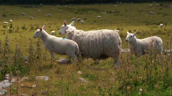 A group of sheep and Lambs on an English farm field