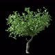Growing Tree 01 - VideoHive Item for Sale